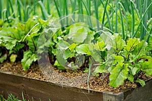 Young fresh beet leaves and green scallions. Beetroot plants and onions growing in a row in the garden. Growing own herbs and