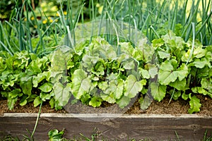 Young fresh beet leaves and green scallions. Beetroot plants and onions growing in a row in the garden. Growing own herbs and