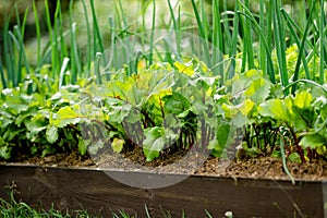 Young fresh beet leaves and green scallions. Beetroot plants and onions growing in a row in the garden. Growing own herbs and