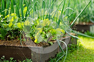 Young fresh beet leaves and green scallions. Beetroot plants and onions growing in a row in the garden. Growing own herbs and photo