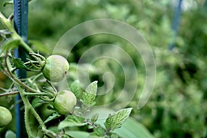 Young and fresh cherry tomatoes in green hanging on its stem