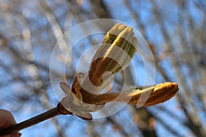 Young fresh chestnut leaves emerged from buds in spring