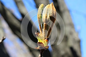 Young fresh chestnut leaves emerged from buds in spring