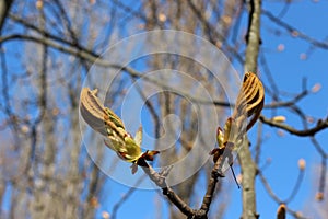 Young fresh chestnut leaves emerged from buds in spring