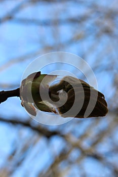 Young fresh chestnut leaves emerged from buds in spring