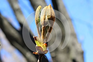 Young fresh chestnut leaves emerged from buds in spring