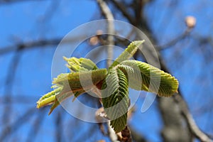 Young fresh chestnut leaves emerged from buds in spring