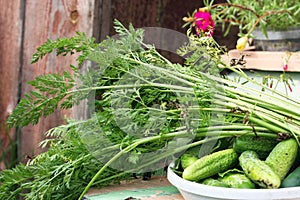 Young fresh cucumber and carrot tops, collected in the garden