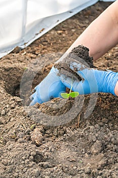 Young fresh cucumber seedling stands in plastic pots. cultivation of cucumbers in greenhouse. Cucumber seedlings sprout