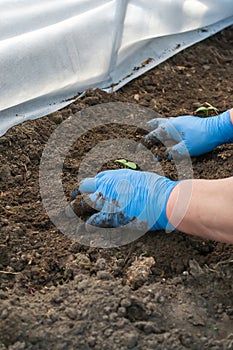 Young fresh cucumber seedling stands in plastic pots. cultivation of cucumbers in greenhouse. Cucumber seedlings sprout