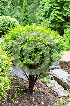 A young fresh evergreen thuja bush grows lonely among stones. Beautiful ornamental plant for the garden