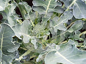 Young fresh green broccoli in the garden