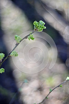 Young fresh green currant leaves photo