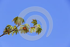 Young fresh green leaves of the maple tree on a sunny day against a blue sky. Springtime nature awakening background