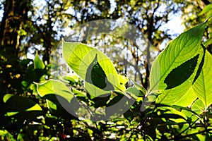 Young fresh green leaves on the nature