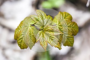 Young fresh and green leaves of tree blooming in spring time in