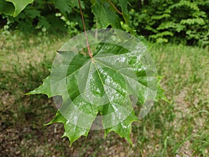 Young, fresh green leaves of trees and lush, green grass