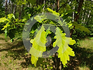 Young, fresh green leaves of trees and lush, green grass