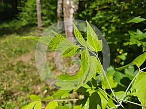 Young, fresh green leaves of trees and lush, green grass