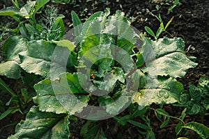 Young fresh green plants beet leaves growing on farmland or field. Fertile black rich soil, chernozem. Plant with rain