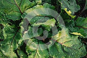 Young fresh green plants beet leaves growing on farmland or field. Fertile black rich soil, chernozem. Plant with rain