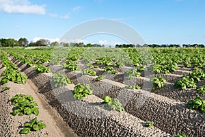 Young and fresh green potato plants close