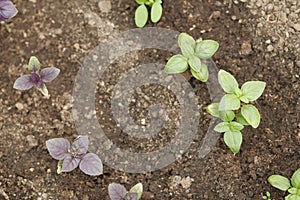 Young fresh green and purple basil plants in the ground. Ocimum basilicum in the garden.