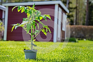 Young fresh green tomato plant growing in a flower pot stands on cut green grass, blurry garden house at background. Sunny day,