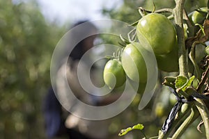 Young fresh and green tomatoes on the tree in the garden. Closeup of tomato tree growing in field