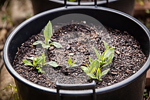 young fresh Jerusalem artichoke plants growing in a black tub