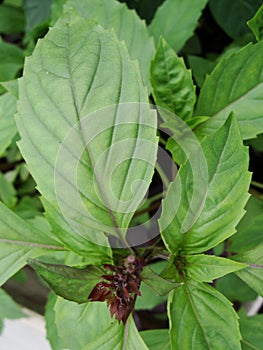 Food seasoning - grass, basil plant on a bed in the garden. Basil leaves. The main seasoning of Italian cuisine. Green.