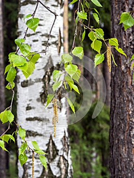 Young fresh leaves and catkins appeared on the birch branches. Spring background with blooming birch