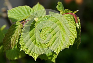 Young fresh leaves of Corylus avellana photo