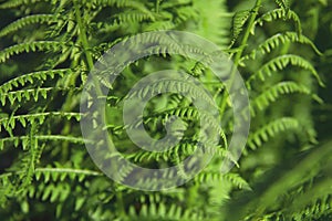 Young fresh leaves of fern. Athyrium filix-femina or Common Lady-fern close-up. Nature background photo