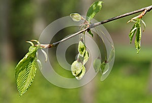 Young fresh leaves and fruits of Ulmus minor