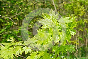 Young fresh maple leaves Acer platanoides in spring forest.