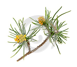 Young fresh may spring may pine tree branch with needle and cone flowers isolated on white background. For biology botany books