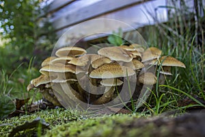Young fresh mushrooms - honey agarics in the grass.