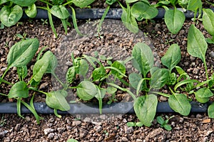 Young fresh organic spinach plants and drip irrigation system in a greenhouse