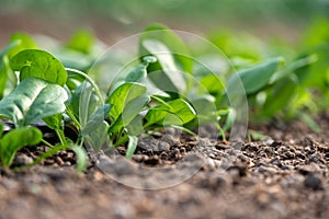 Young fresh organic spinach plants and drip irrigation system in a greenhouse