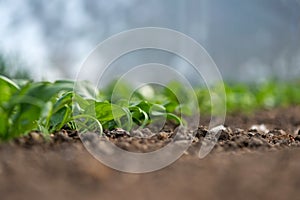 Young fresh organic spinach plants and drip irrigation system in a greenhouse