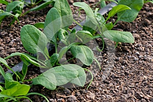 Young fresh organic spinach plants and drip irrigation system in a greenhouse