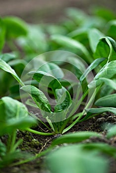 Young fresh organic spinach plants  in a greenhouse