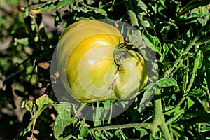 Young fresh organic tomato plant with green leaves and fruit in direct sunlight, in an urban garden, in a sunny summer day,