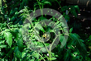 Young fresh organic tomato plant with green leaves and small flowers in direct sunlight, in an urban garden, in a sunny summer day