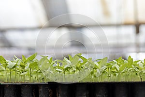 Young fresh organics seedling sprout of cucumber vegetable germinated in potting tray inside greenhouse for spring season concept