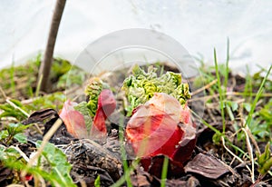 Young fresh rhubarb sprouts from the soil in spring outdoors in garden.