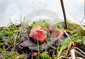 Young fresh rhubarb sprouts from the soil in spring outdoors in garden.
