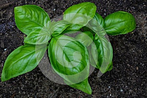 Young, fresh, savory, sweet, Genovese basil growing organically