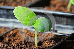 Young fresh seedling growing in plastic pots. Cultivation of cucumbers in greenhouse. Cucumber seedlings sprout